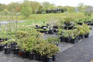 Perennial plants sitting outside at Tidewater Farm on landscaping fabric