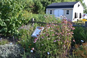 Echinacea and other perennials herbs at Tidewater Farm