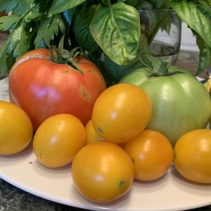 A selection of tomatoes sitting on a plate including some Sun Golds, a large pinkish-red tomato, and a large unripe green tomato. 