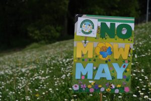 A sign reading "No Mow May" in a field of wildflowers