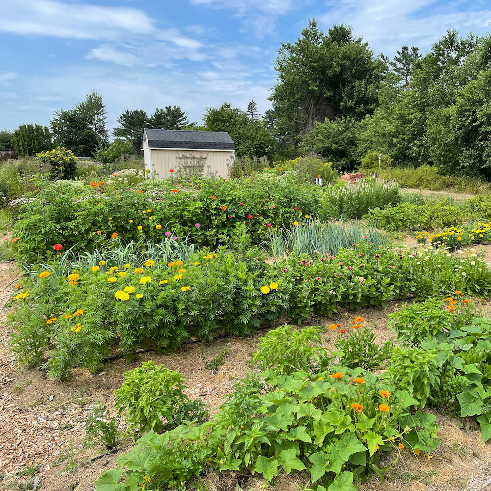 Flower and vegetable garden beds at Tidewater Farm