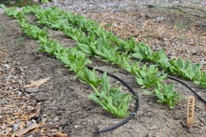 Spinach growing in garden beds