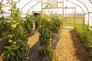 Tomato plants in the high tunnel at Tidewater Farms