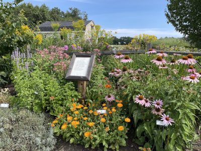 Planting an Herb Garden