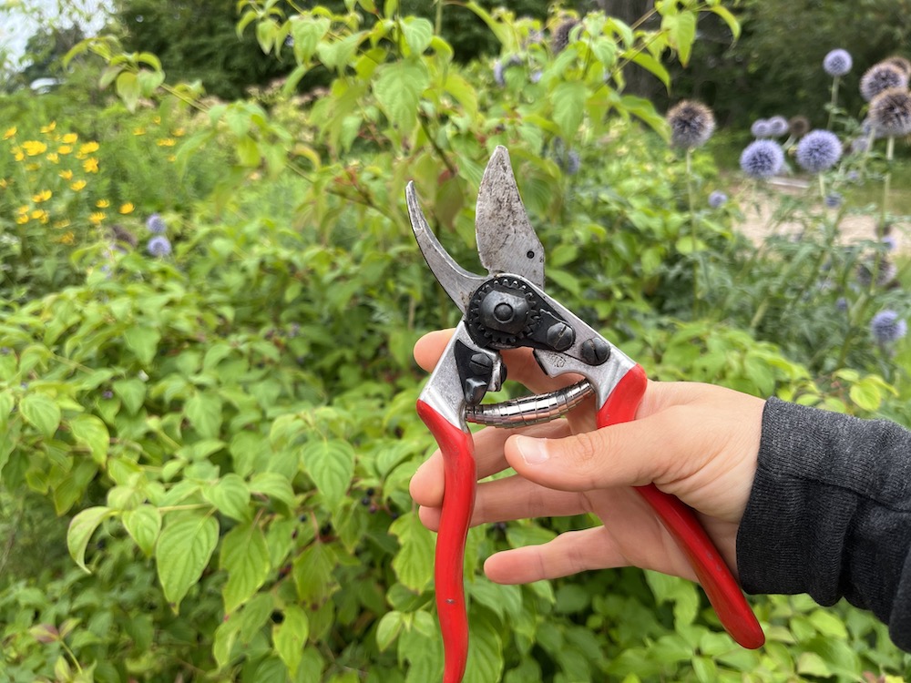 Person holding hand pruners