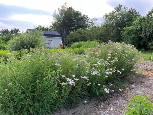 The hedgerow and market garden at Tidewater Farm - photo by Pamela Hargest
