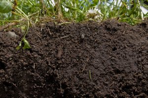 A photo of healthy soil