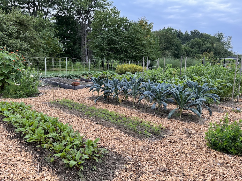 Vegetables growing in in-ground beds at Tidewater Farm