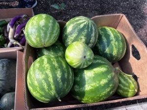 Watermelons in box