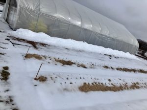 Garlic beds covered with snow. Photo credit Pamela Hargest