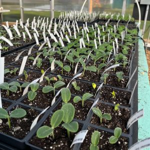 Labeled seedlings in trays in the high tunnerl. Photo credit Pamela Hargest.