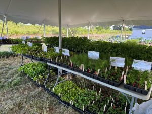 Tables under a tent with plants and labels for those plants