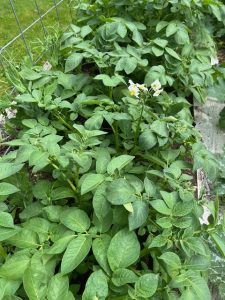 Potatoes growing in a garden