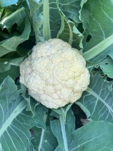 Cauliflower with leaves