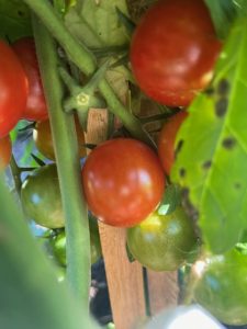 Grape tomatoes on plant