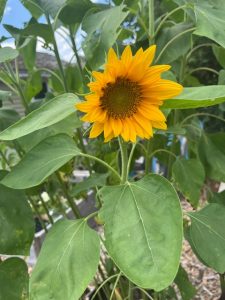 Single Sunflower