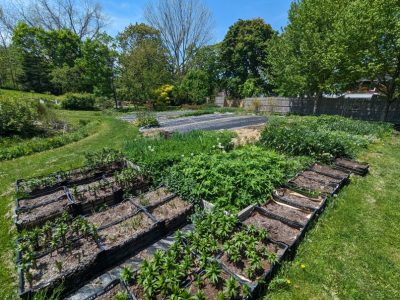 Raised garden beds in an urban setting.