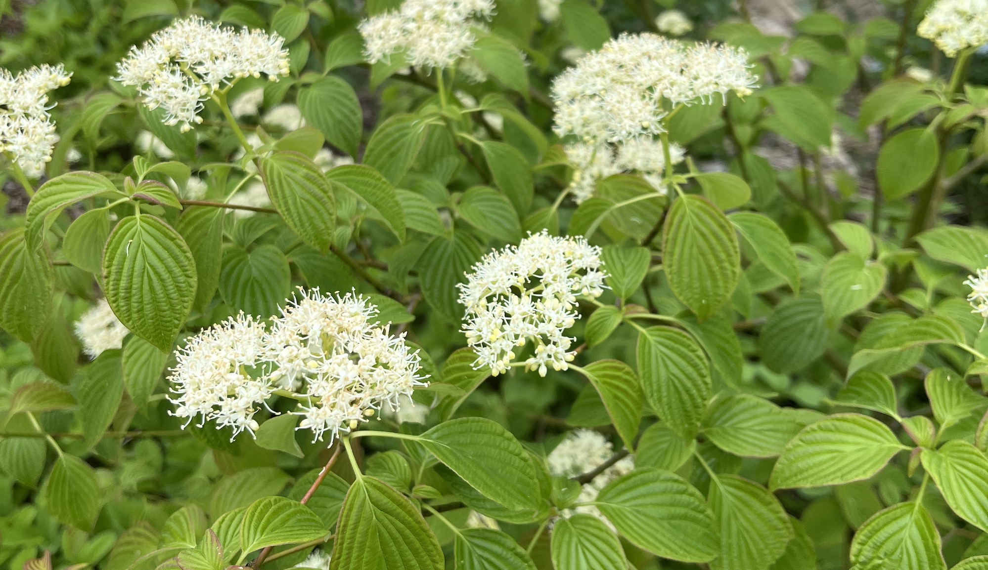 White flowers of alternate leaf dogwood