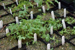 Seed trays with labels