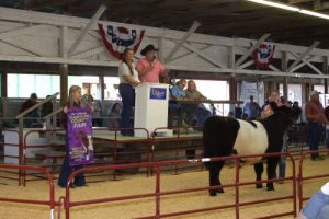 A 4-H participant with a beef steer at auction.