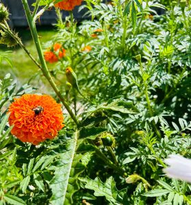 Marigold in Garden Bed