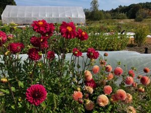 Dahlias in the garden