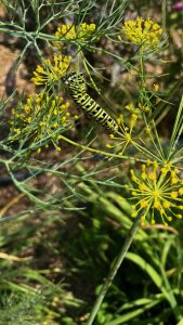 Swallowtail caterpillar on dill