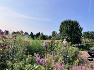 Master Gardener Volunteers working in the garden