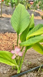 Tumeric in bloom