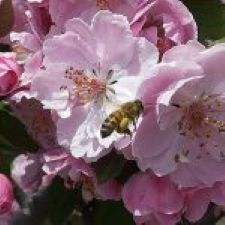 Honeybee on pink flower