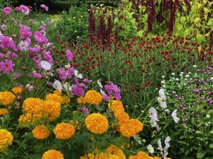 Colorful cut flowers growing in the Market Garden at Tidewater Farm.