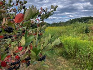 Chokecherry and goldenrod plants growing at Tidewater Farm.