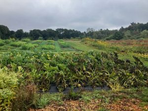 Summer squash plants with leaves that show damage from an early frost at Tidewater Farm.
