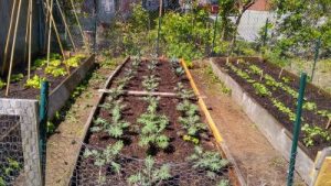 Raised garden beds planted for the growing season.