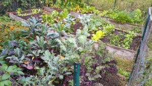Beds full of greens at the Tedford Garden