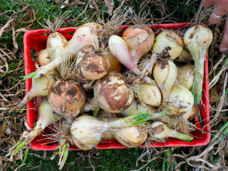Freshly-harvested onions in a red basket, hand in right corner