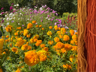 Composite with marigold and cosmo flowers growing in garden bed, orange and red natural-dyed fiber strands to right