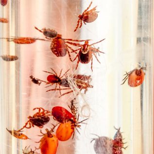 dead ticks floating in a glass vial