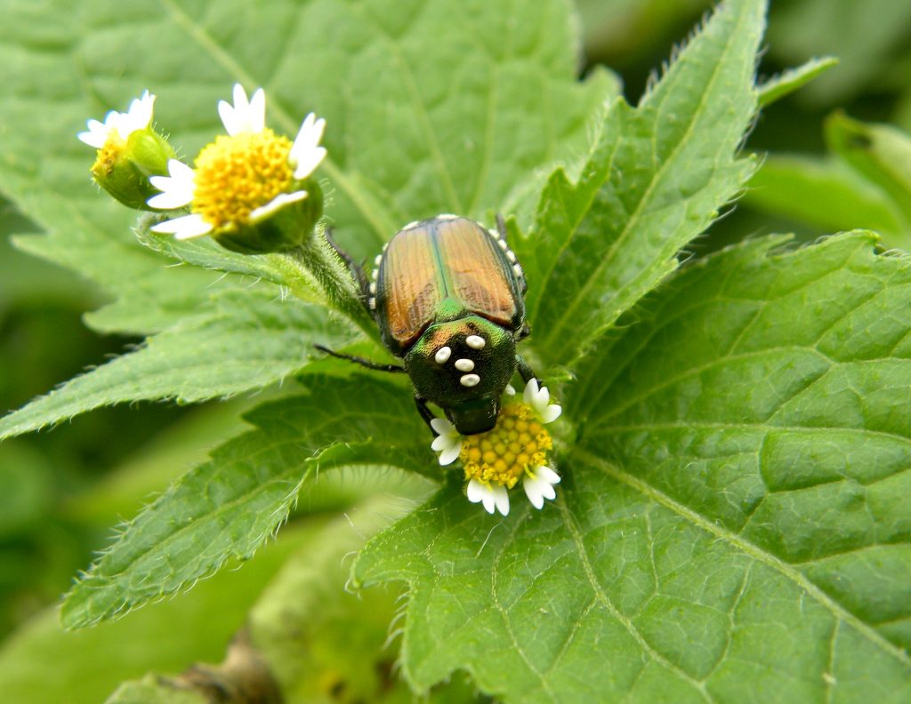 Japanese Beetle
