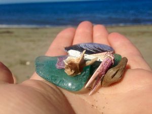 Sea glass, shells, driftwood, crab claw