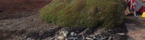 A pile of bones eroding out of a balsam bog