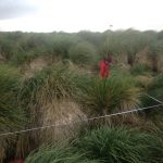 Researcher is nearly lost in coastal tussac grass growing in marked research plot.