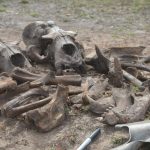 Excavated sea lion bones.