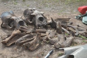 Excavated sea lion bones.
