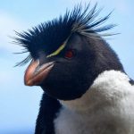 Rockhopper Penguin