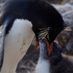 Rockhopper penguin feeding its chick