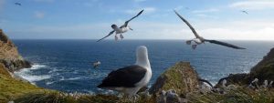 Black Browed Albatrosses take wing and fly in formation