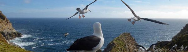 Black Browed Albatrosses take wing and fly in formation