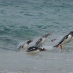 Gentoo penguins jump into the ocean
