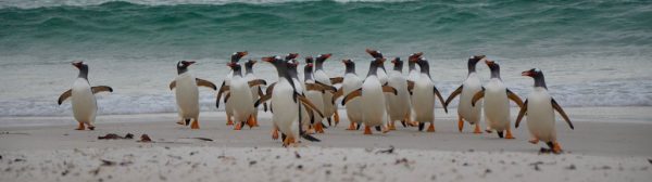 Gentoo penguins walking up the beach